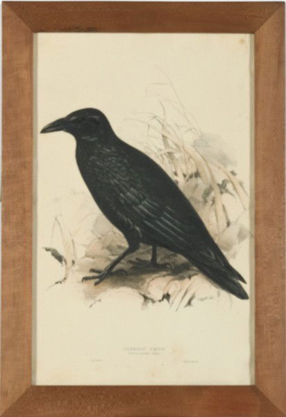 Animal Print by Edward Lear, H/C Lithograph: Animal Print by Edward Lear, Hand-colored Lithograph Edward Lear (British, 1812-1888), titled Carrion Crow, signed l.r.; 21 x 13.25 in. and labeled Carrion Crow. Corvus corone (Linn).