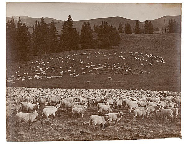 Charles J. Belden Photograph of Sheep Grazing : Charles J. Belden Photograph of Sheep Grazing Silver gelatin photograph with backstamp Photo Copyright by Charles J. Belden Z/T Ranch Pitchfork, Wyoming, and penciled #116 on verso, capturing a herd