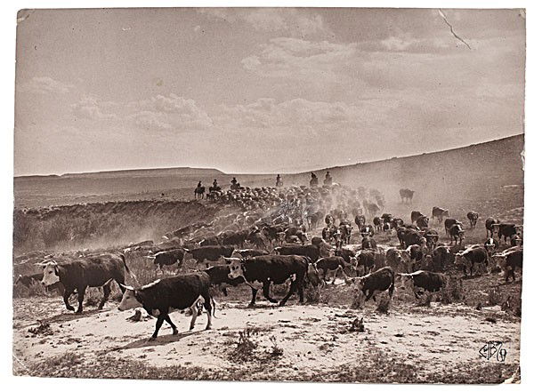 Charles J. Belden Photograph of a Cattle Herd : Charles J. Belden Photograph of a Cattle Herd Silver gelatin photograph with a Charles J. Belden stamp at lower right and backstamp Photo Copyright by Charles J. Belden Z/T Ranch Pitchfork, Wyoming,