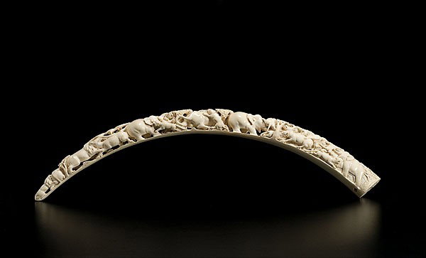 Carved Ivory Tusk : Carved Ivory Tusk An elaborately carved ivory tusk depicting animals in conflict; lg. 29 in.