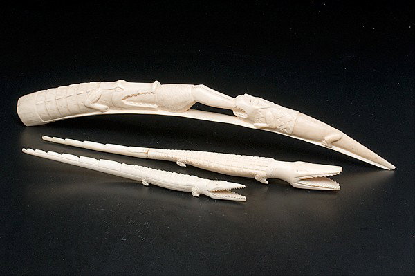 African Crocodile Ivory Tusks : African Crocodile Ivory Tusks African, includes two crocodile ivory tusks and one crocodile eating a man tusk; smallest lg. 11.5, largest lg. 21 in.