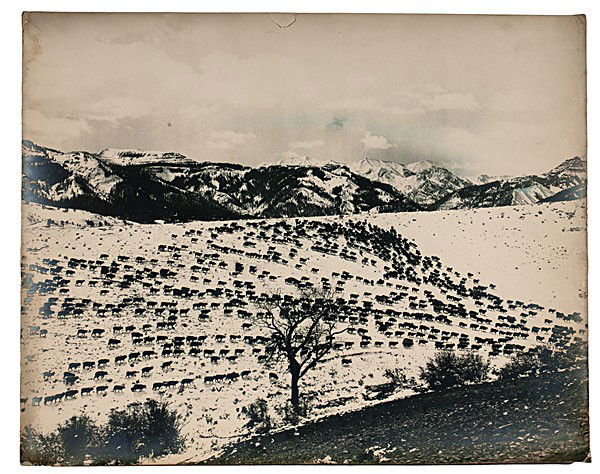 Chas. Belden Photo of Sheep on a Snowy Hillside: Charles J. Belden Photograph of Sheep on a Snow-Covered Hillside Silver gelatin photograph, unmarked, but by Charles Belden, depicting sheep gathered together on a snowy hillside, ca 1910s-1930s, 16
