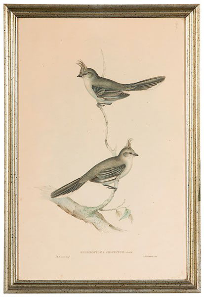 Gould Prints, Sphenostoma Cristatum and Muscipeta: Gould Prints, Sphenostoma Cristatum and Muscipeta Incei Sphenostoma Cristatum and Muscipeta Incei Hand-colored aquatint lithographs on wove paper by John Gould (English, 1804-1881), the first a C. H