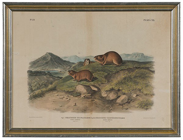 Audubon Print, Georychus Helvolus and Geohychus Tri: Audubon Print, Georychus Helvolus and Geohychus Trimucronatus Ca 1847. Plate CXX; hand-colored stone lithograph on paper with no watermark. From John James Audubon's "Imperial" folio edition of The 
