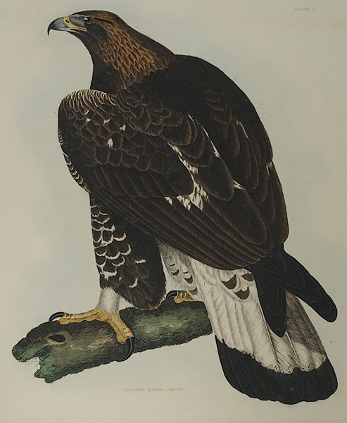 Prideaux John Selby Bird Lithographs, Plus : Prideaux, John Selby (British, 1788-1867), four colored engravings including Cinereous Eagle, Young (Plate III), Tawny Owl (Plate XXV), Golden Eagle Female (Plate I), and Golden Eagle Young (Plate II)