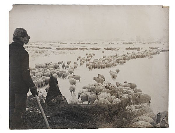 Belden Photo of a Sheepherder Tending Flock: Charles J. Belden Photograph of a Sheepherder Tending His Flock in a Blizzard Silver gelatin photograph, unmarked, but by Charles Belden, showing a ranch hand tending to a herd of sheep in a snowsto