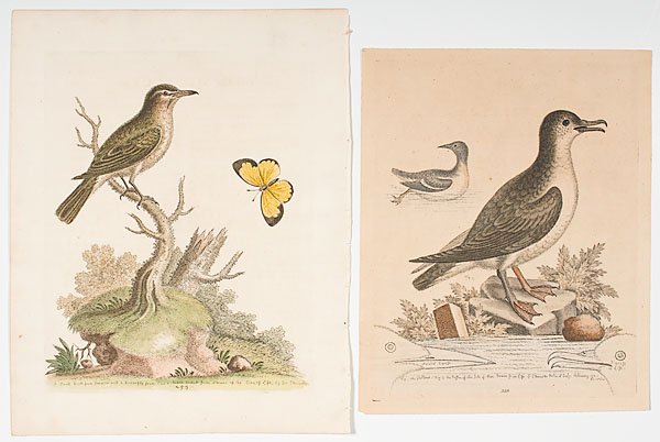 George Edwards (British, 1694-1773), Ornithological: George Edwards (British, 1694-1773), Ornithological Studies Includes two hand-colored lithographs, the first titled Puffin of the Isle of Man, dated 1762 l.r., and the second titled A small bird fro