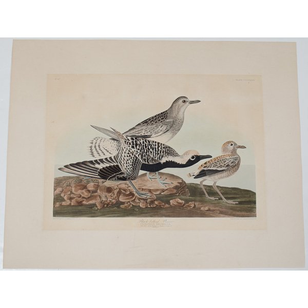 Engraving by John James Audubon : Engraving by John James Audubon A medium folio, hand colored engraving by havell, with J. Whatman watermarked paper, titled Black Bellied Plover, a nice impression; 15 x 20.75 in. plate size