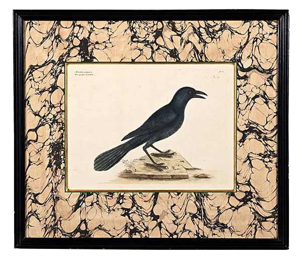 The Purple Jackdaw Engraving by Mark Catesby : Mark Catesby (English, 1682-1749). A hand colored engraving on laid paper, marked in upper left of plate; plate size 10 x 14 in.