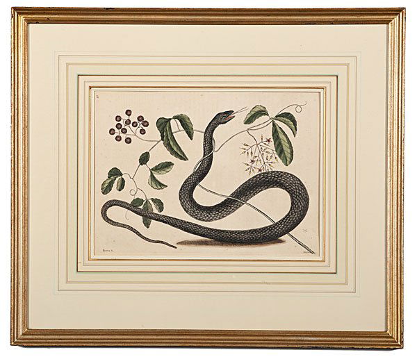 Frutex Engraving by Mark Catesby : Mark Catesby (English, 1682-1743). Hand colored engraving on laid paper, type l.l. and l.r.; plate size 10 x 14 in.