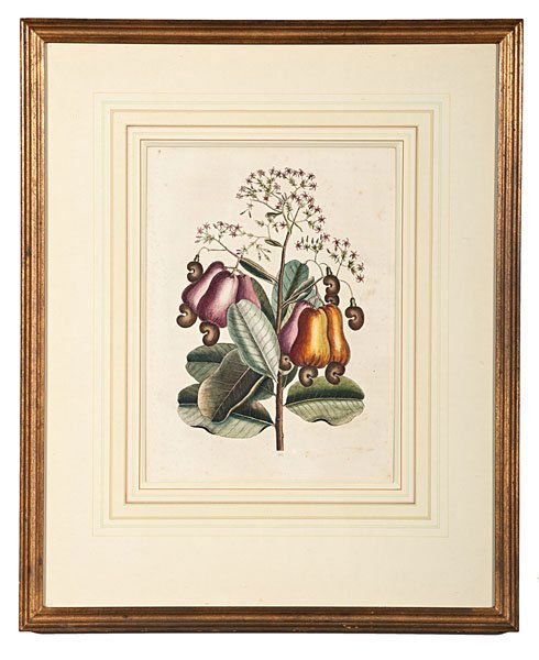 Engraving of Vegetables by Mark Catesby : Mark Catesby (English, 1682-1749). Hand colored engraving with vegetables on laid paper; plate size 14 x 10 in.