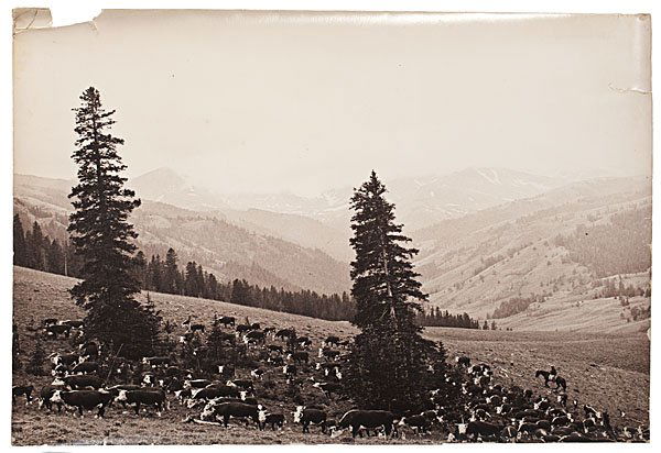 Chas. J. Belden Photograph of a Cowboy Herding Cattle: Charles J. Belden Photograph of a Cowboy Herding Cattle Silver gelatin photograph, unmarked, but by Charles Belden, featuring a cowboy on horseback, at lower right, herding cattle on a hillside. Mo