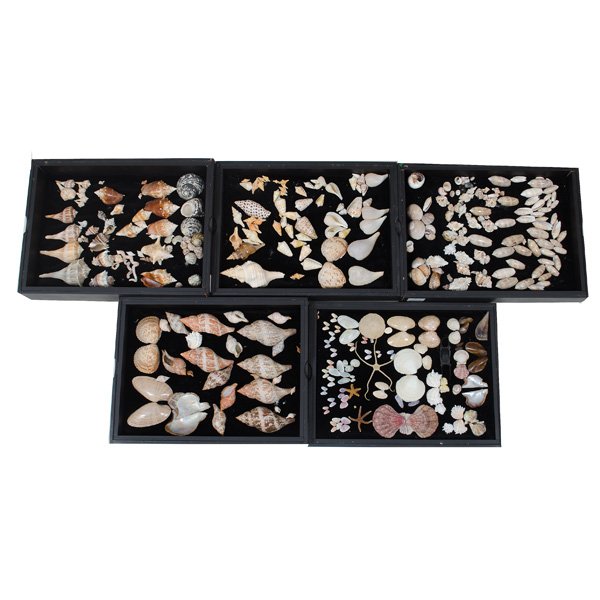 Large Collection of Seashells : Eighteen cases of seashells of varying sizes and origins. Not all shells are shown in the photograph; largest case ht. 3.25, lg. 16.75, wd. 12.75 in.