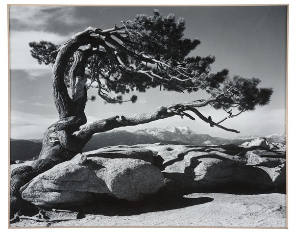 Jeffrey Pine, Sentinel Dome by Ansel Adams : Jeffrey Pine, Sentinel Dome by Ansel Adams Ansel Adams (American, 1902-1984). Jeffrey Pine, Sentinel Dome, printed by Alan Ross from the 1940 negative. Silver gelatin print, with full stamp on