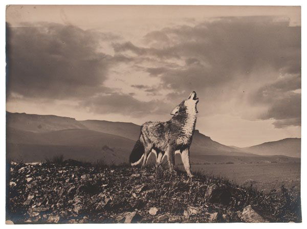 Charles J. Belden Photograph of a Lone Coyote : Charles J. Belden Photograph of a Lone Coyote Silver gelatin photograph, unmarked, but by Charles Belden, providing a close-up view of a lone coyote howling, ca 1910s-1940s, 11.75 x 16 in. Charles