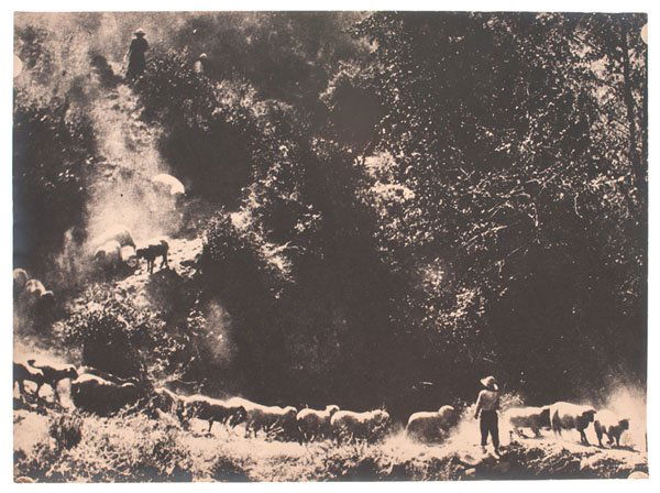 Charles J. Belden Photograph of Shepherds Herding Sheep: Charles J. Belden Photograph of Shepherds Herding Sheep Down a Hillside Silver gelatin photograph, unmarked, but by Charles Belden, providing a unique view of shepherds mustering sheep down a steep
