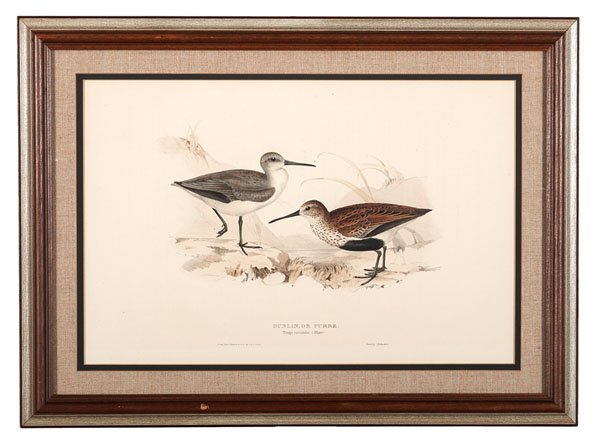 Pair of Lithographs by John and Elizabeth Gould : Pair of Lithographs by John and Elizabeth Gould John Gould (1804-1881) and Elizabeth Gould (1804-1841). A pair of lithographic prints, housed in wood frames, depicting birds. Titled l.c.; signed l.l