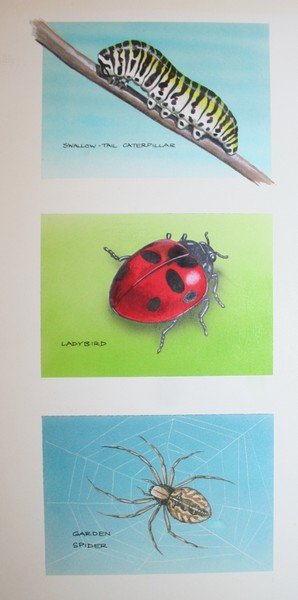 TONY HARBERT, DAVID E. SMITH, R. A. SHERRINGTON, GEORGE: TONY HARBERT, DAVID E. SMITH, R. A. SHERRINGTON, GEORGE WOODFORD, PRUE THEOBALDS and others APPROX. NINETY EIGHT IMAGES OF FISH, FUNGI, WILD BERRIES, CACTI, INSECTS, SPIDERS, SNAILS ETC Gouache and wa