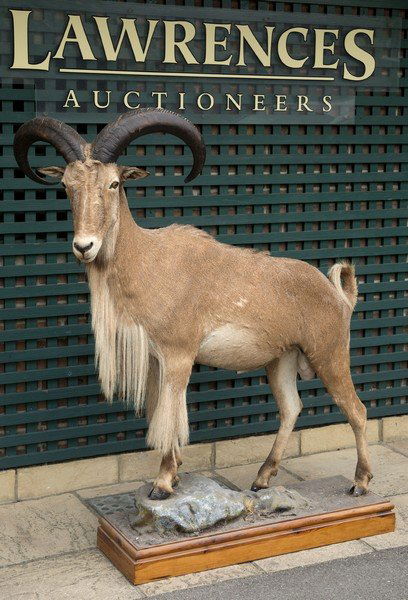 TEXAS MOUNTAIN GOAT a full mounted Texas Mountain: TEXAS MOUNTAIN GOAT a full mounted Texas Mountain Goat, mounted on a naturalistic ground and with a pine plinth. 161cms high