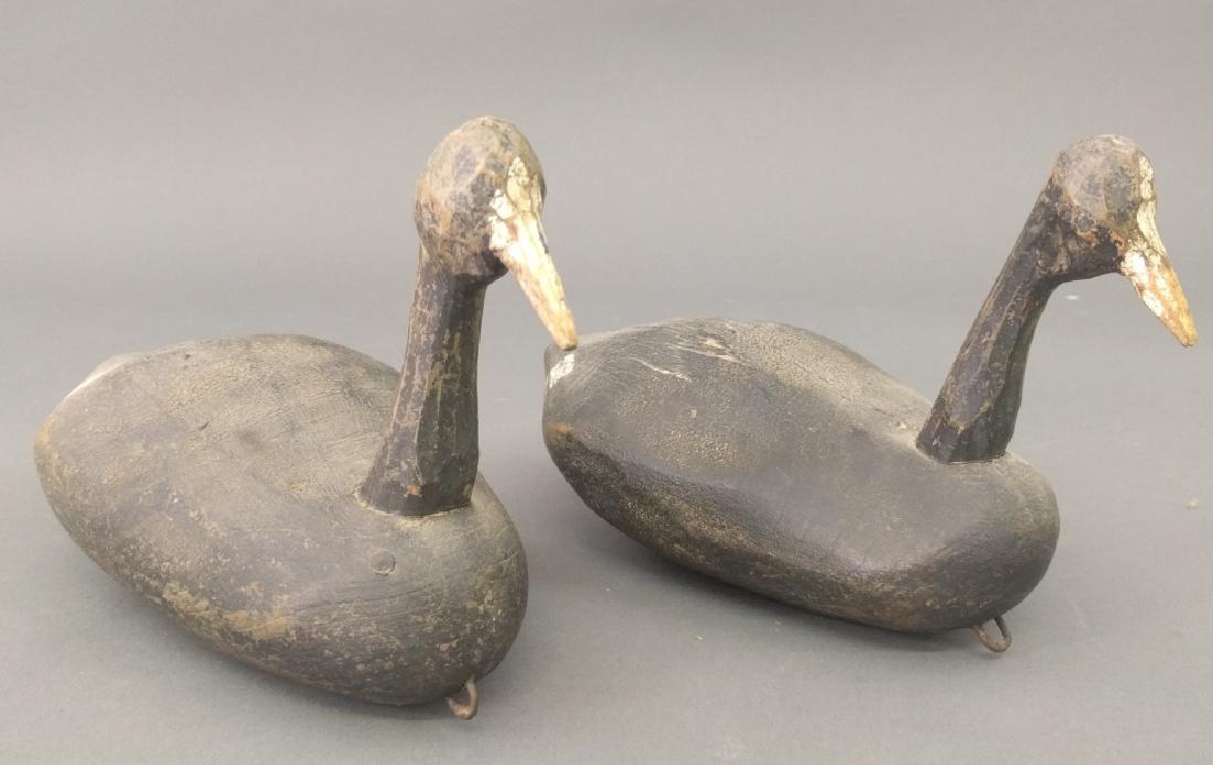 Canada geese (1 of 1)