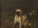 English Oil on Wood Panel of Pug Dog & Dragonfly - 2