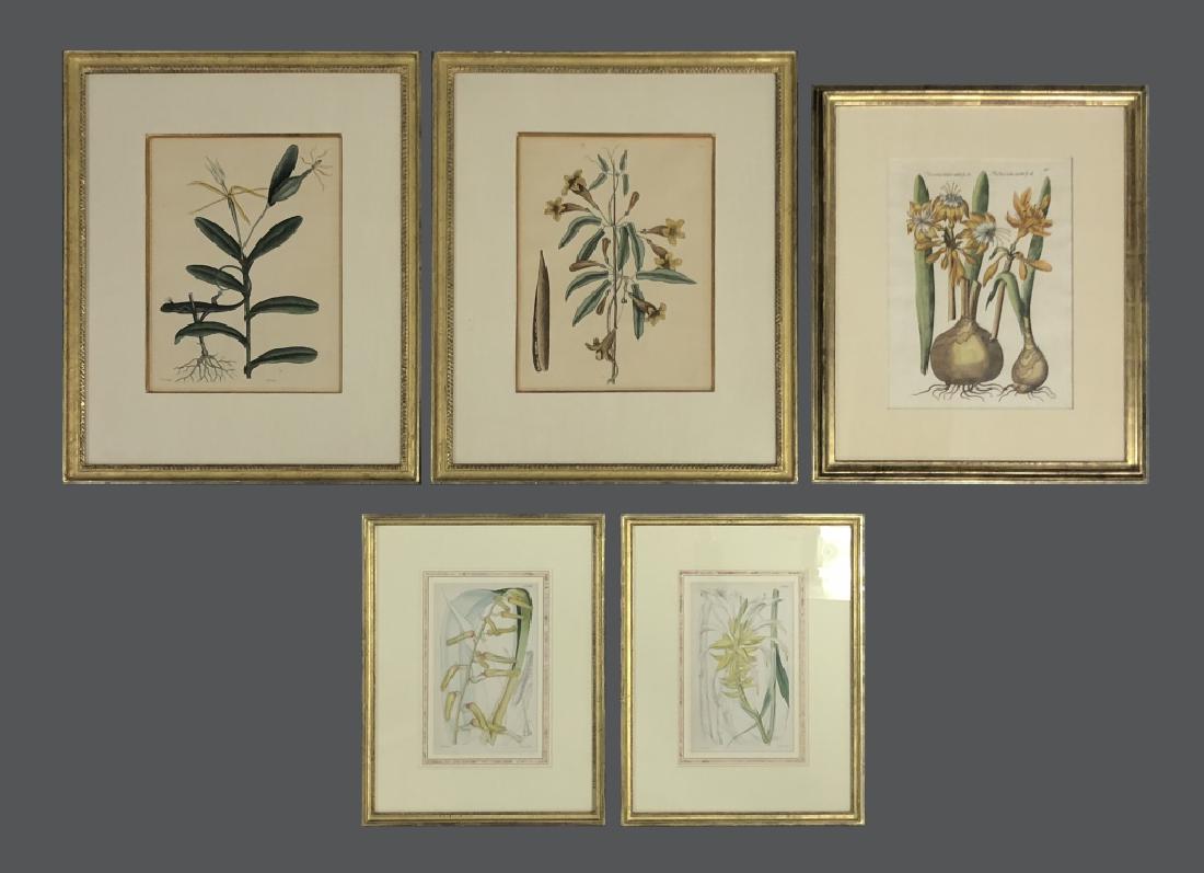 Five Early Botanical Prints (1 of 11)