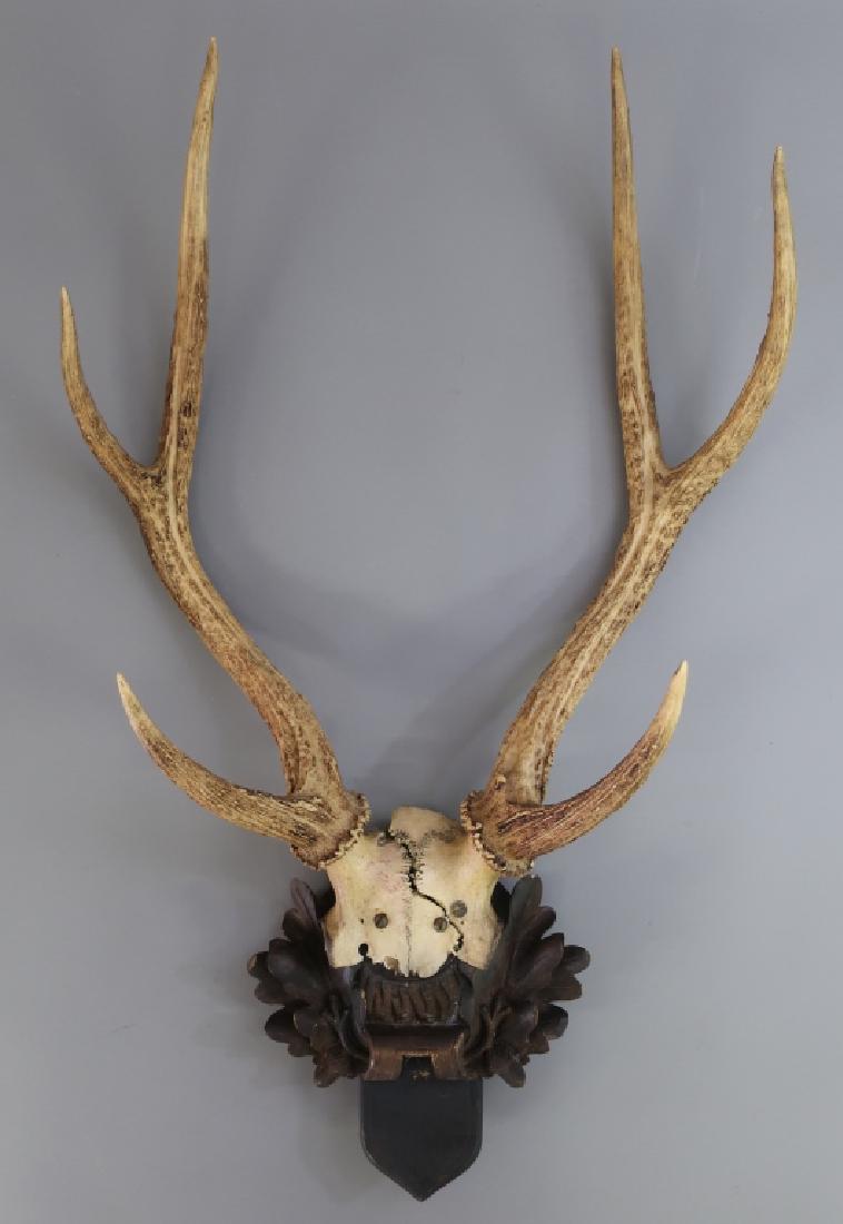 Stag Horns on Black Forest Style Base