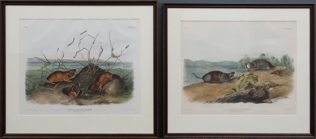 Two Aquatints After J.W. Audubon of Pouched Rats: Two aquatints, after J.W. Audubon, "No. 21, Plate CV, Columbia Pouched Rat", and "No. 22, Plate CX, Mole Shaped Pouched Rat", framed and matted, each sight 19 7/8"h x 24 7/8"w