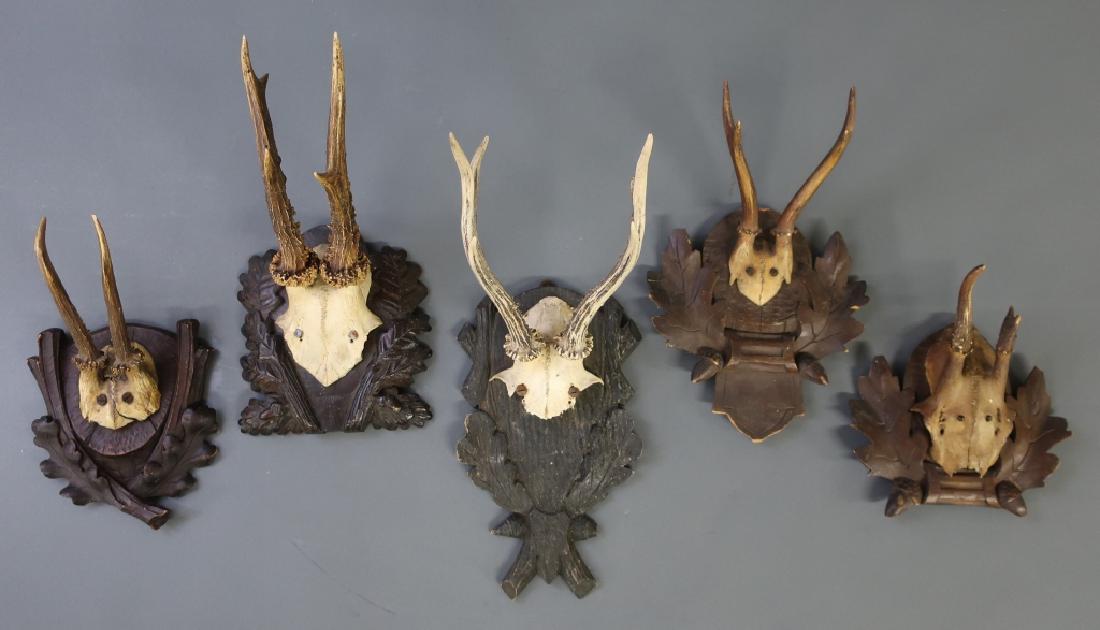 Five Roe Deer Antlers Mounted on Carved Plaques: Five roe deer antlers mounted on carved plaques, largest 11"h