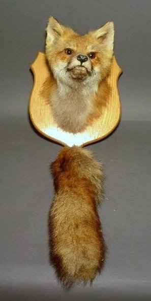 Mounted taxidermy fox head and tail.