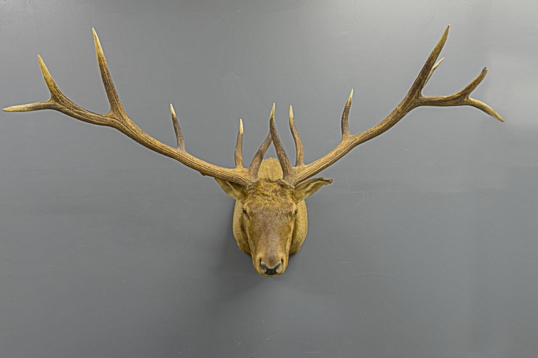 Shoulder Mount Elk Taxidermy (1 of 1)