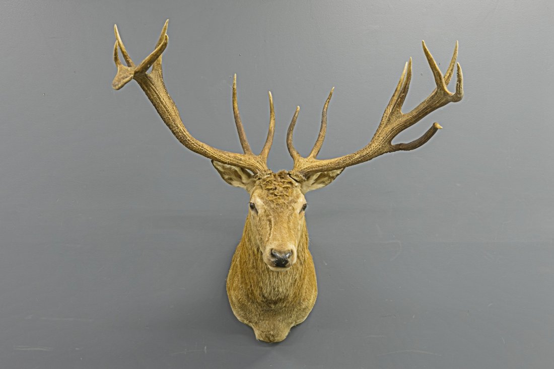Shoulder Mount Red Stag Taxidermy (1 of 1)