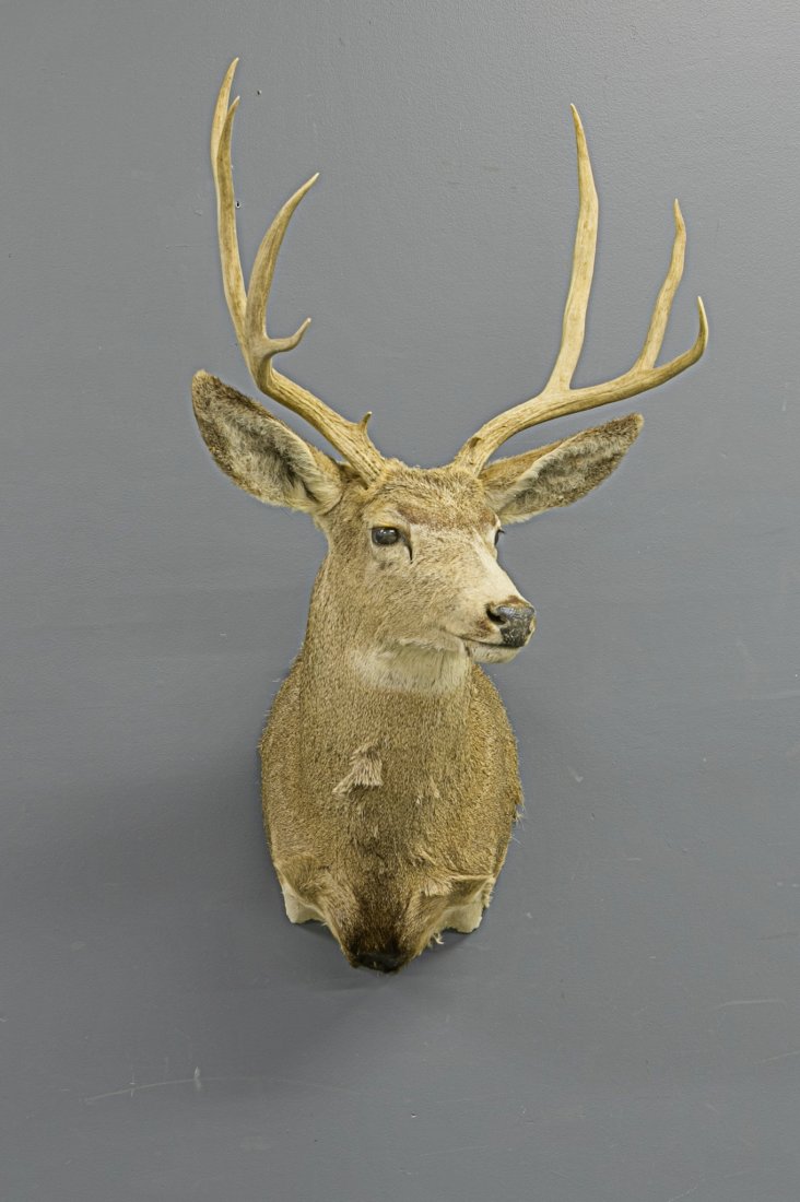 Mule Deer Taxidermy (1 of 2)
