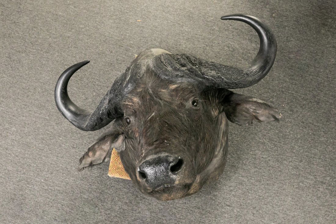 Cape Buffalo Shoulder Mount Taxidermy (1 of 3)
