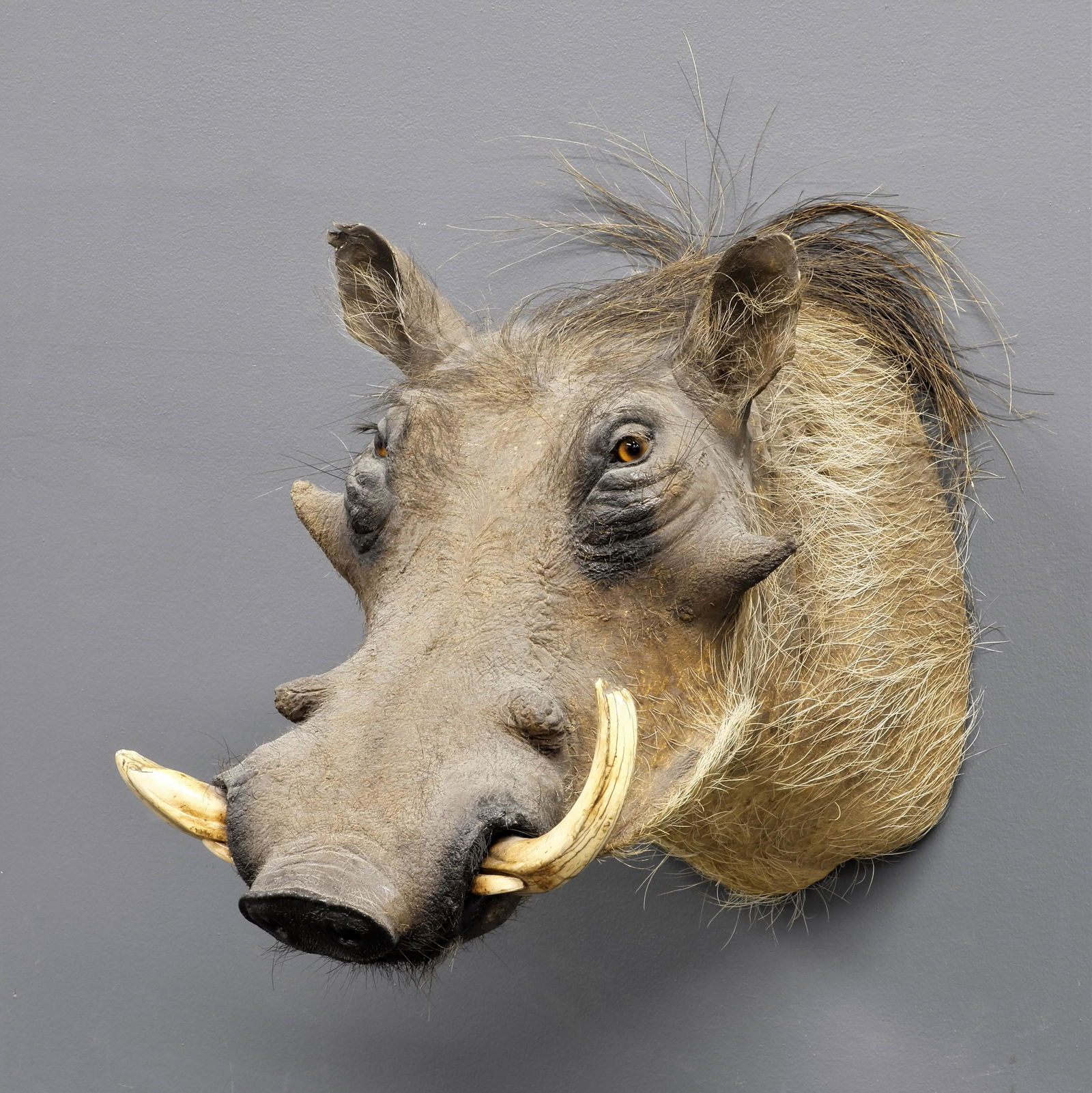 Warthog Taximdermy (1 of 3)