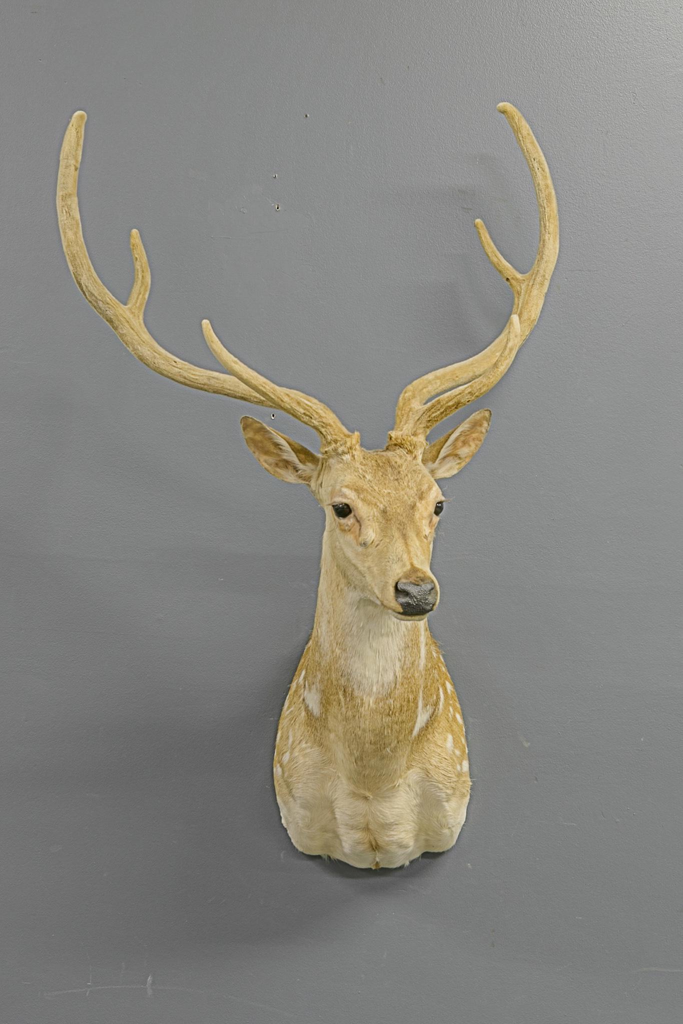 For Auction Axis Deer Taxidermy in Velvet (0409) on Feb 29, 2020
