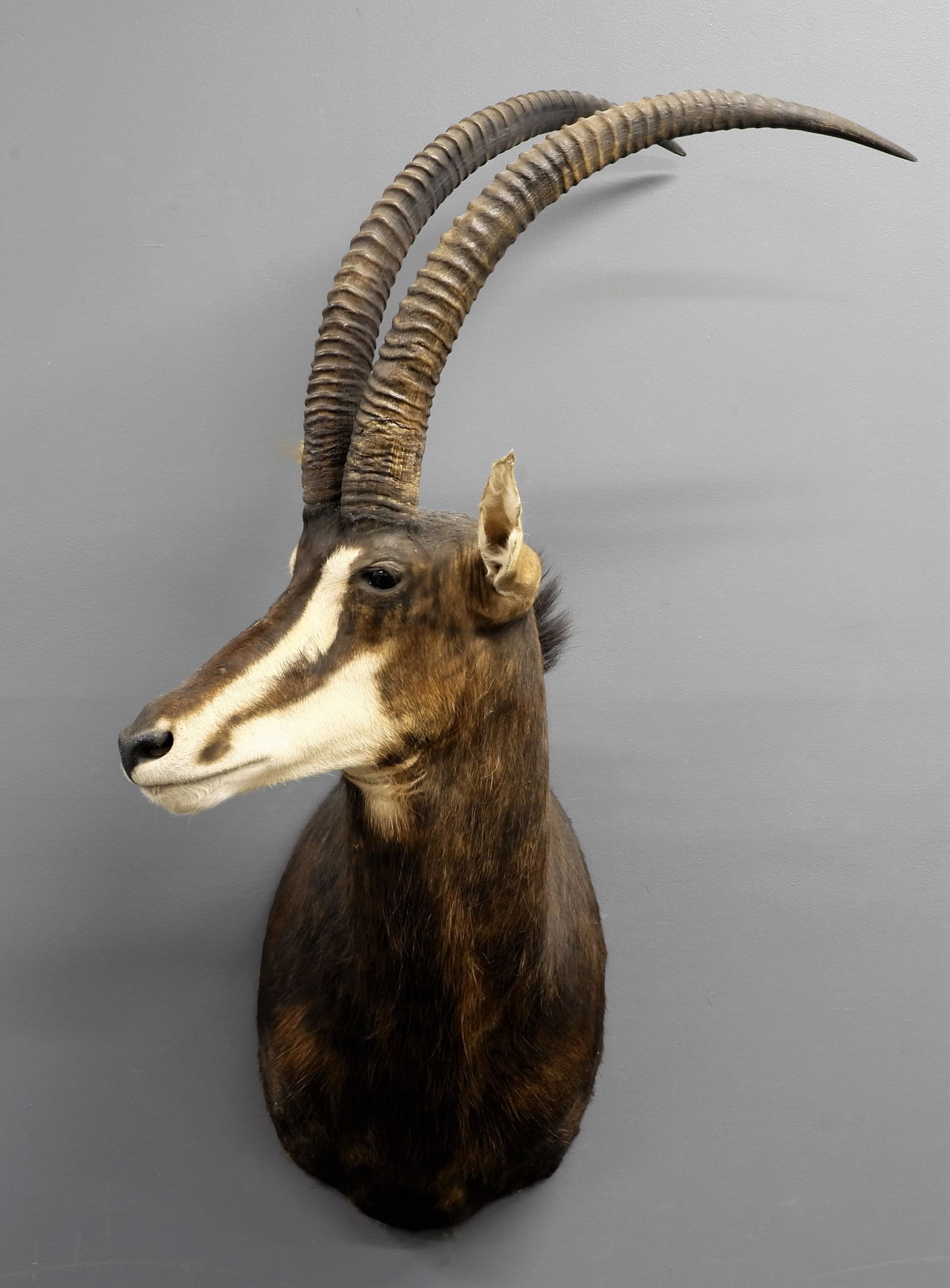 Sable Taxidermy Shoulder Mount (1 of 4)