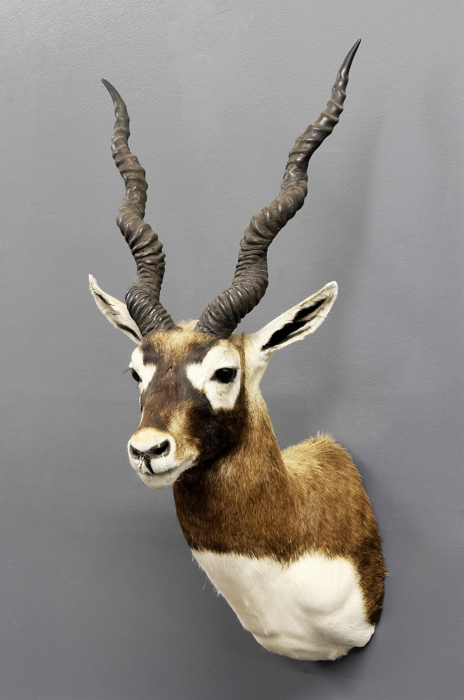 Gazelle Trophy Mount Taxidermy: Gazelle trophy mount taxidermy 31"H x 14"W x 16"D