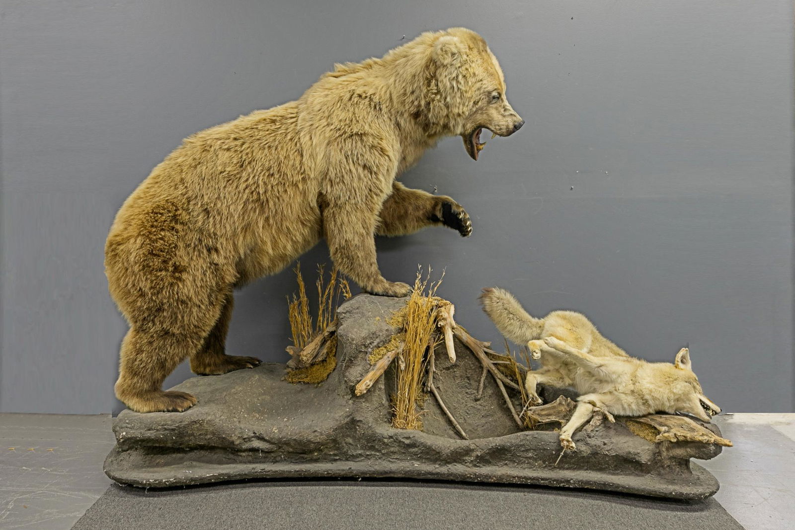 Massive Brown Bear Taxidermy Dioramma (1 of 3)