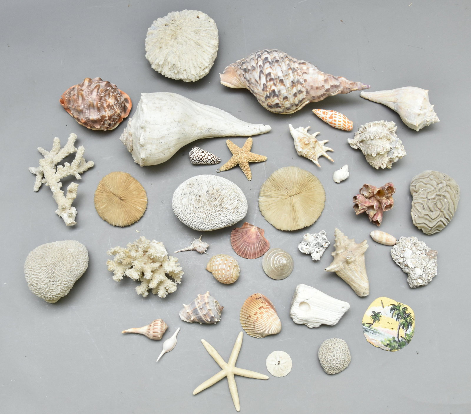Fine Exotic Seashell Collection: Fine exotic seashell collection, conch 12"l