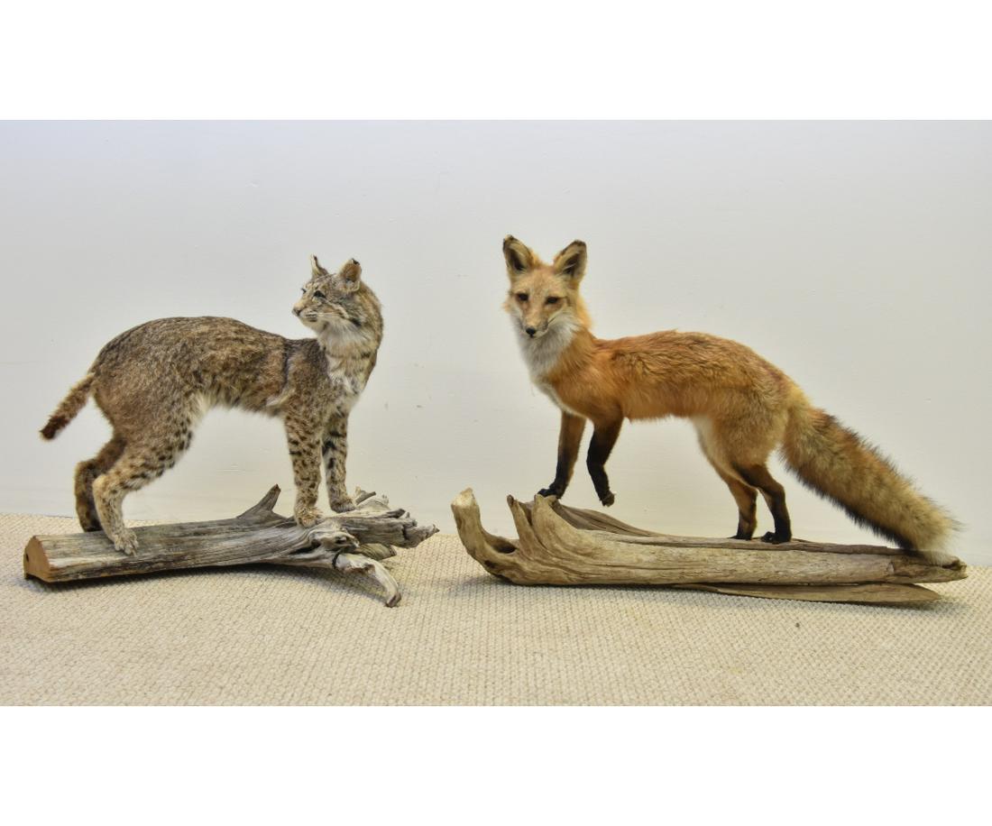 Taxidermy Fox & Bobcat (1 of 4)
