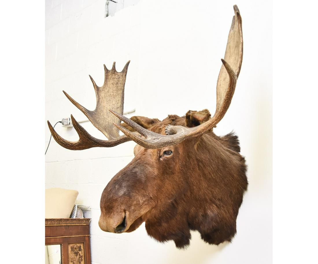 Taxidermy Moose Head (1 of 10)