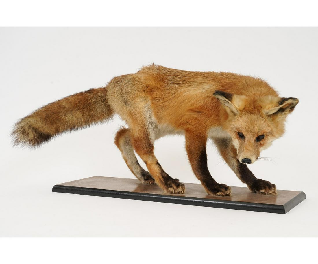 FOX TAXIDERMY (1 of 7)