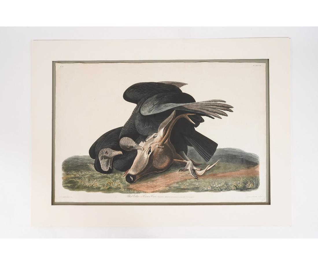 J.J. AUDUBON BLACK VULTURE: J. J. Audubon engraving "Black Vulture or Carrion Crow" plate #106 , engraved, printed and colored by R. Havell, London 1831, with 'J. Whatman 1830' watermark. 25.25" x 38" ss / 37.25" x 50.5" oa