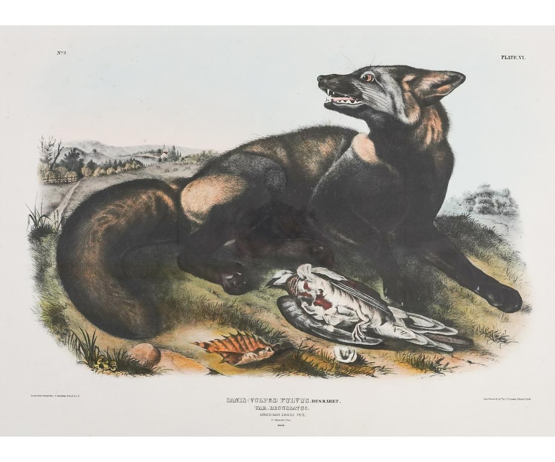 J J AUDUBON FOX LITHOGRAPH: J.J. Audubon framed and matted lithography titled "Canis (Vulpes) Fulvus", American Red Fox, printed and colored by J.T. Bowen, Philadelphia, 1843. 19.5" x 25.25" ss / 28" x 34" ss