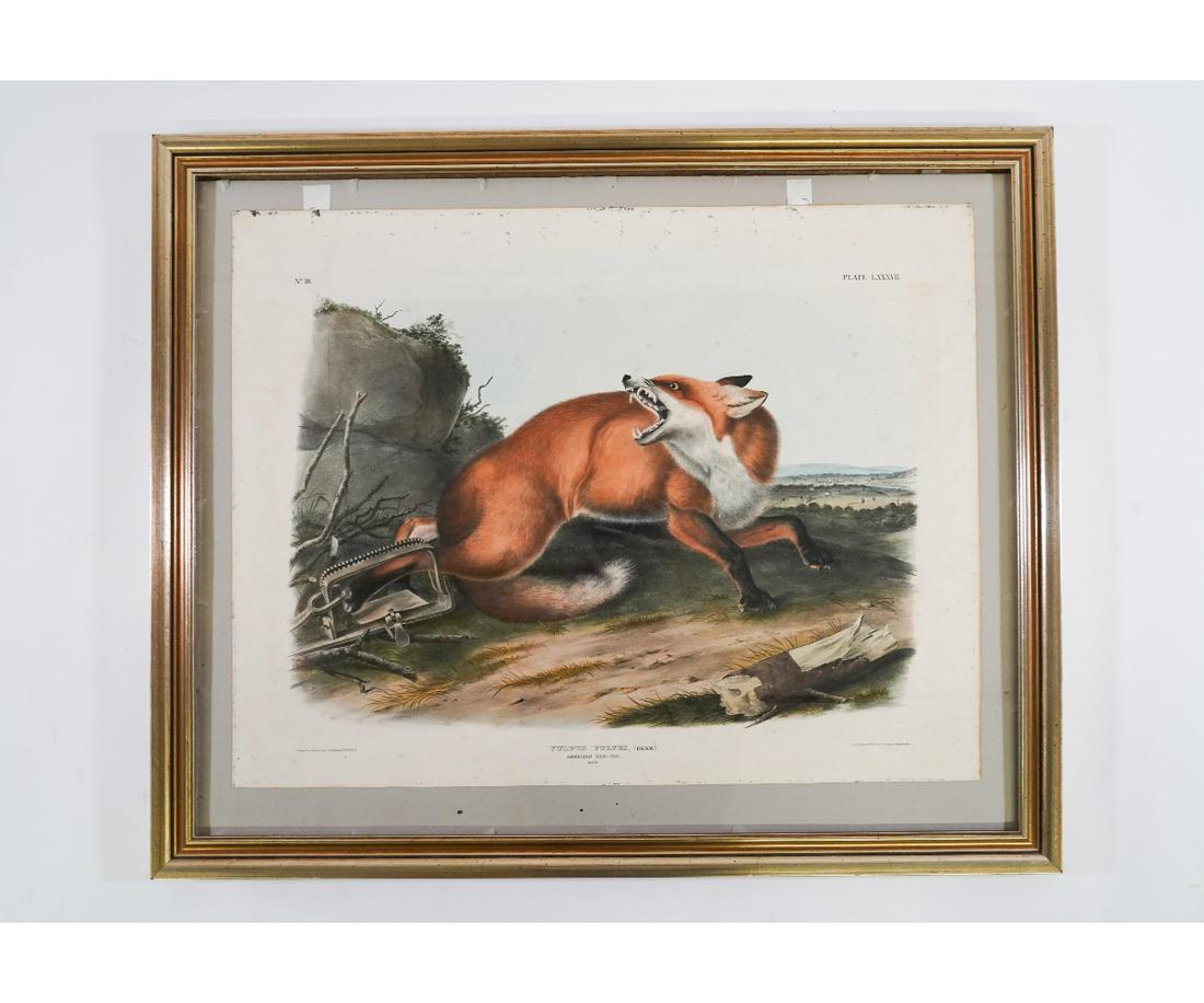 J J AUDUBON FOX LITHOGRAPH: J.J. Audubon framed and matted lithography titled "Canis (Vulpes) Fulvus", American Red Fox, printed and colored by J.T. Bowen, Philadelphia, 1846. 22" x 28.5" ss / 28.25" x 34.25" oa
