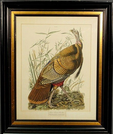 Audubon print “Great American Cock Male- Wild Tur: Audubon print “Great American Cock Male- Wild Turkey”, mounted in a black and gilt lined frame. 20”x15.5”