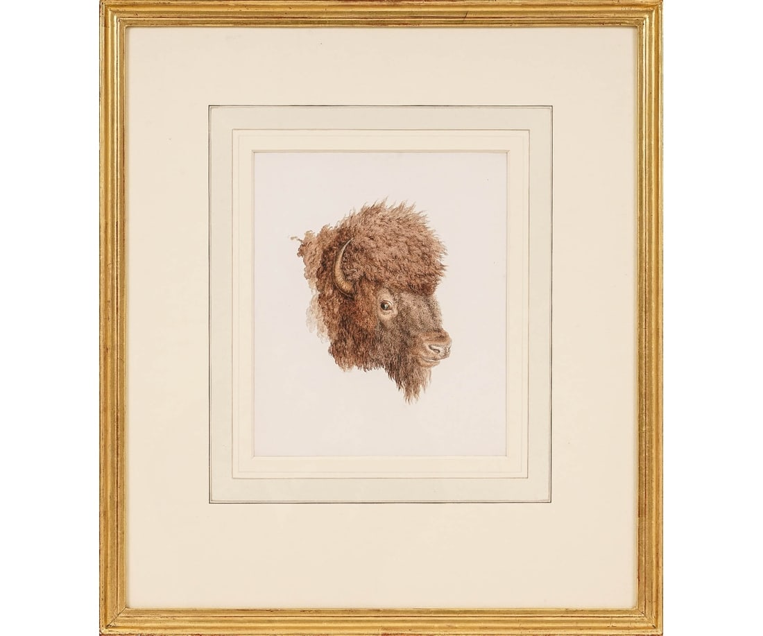 ROBERT HILLS WATERCOLOR: Robert Hills (1769-1844, UK) framed and matted watercolor of the head of a bison, with a Christ Beetles Ltd. Gallery, London label. Provenance: The David Moore Collection, exhibited 2008 and 2012. 10"