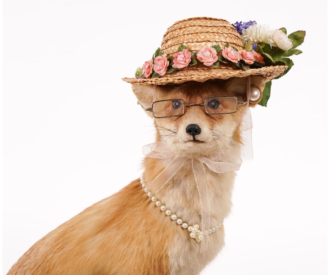 MS. FOXIE TAXIDERMY (1 of 11)