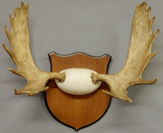 Large moose antler rack mounted on a mahogany: Large moose antler rack mounted on a mahogany shield-form plaque. 34"h.x38"w.x19.5"d.